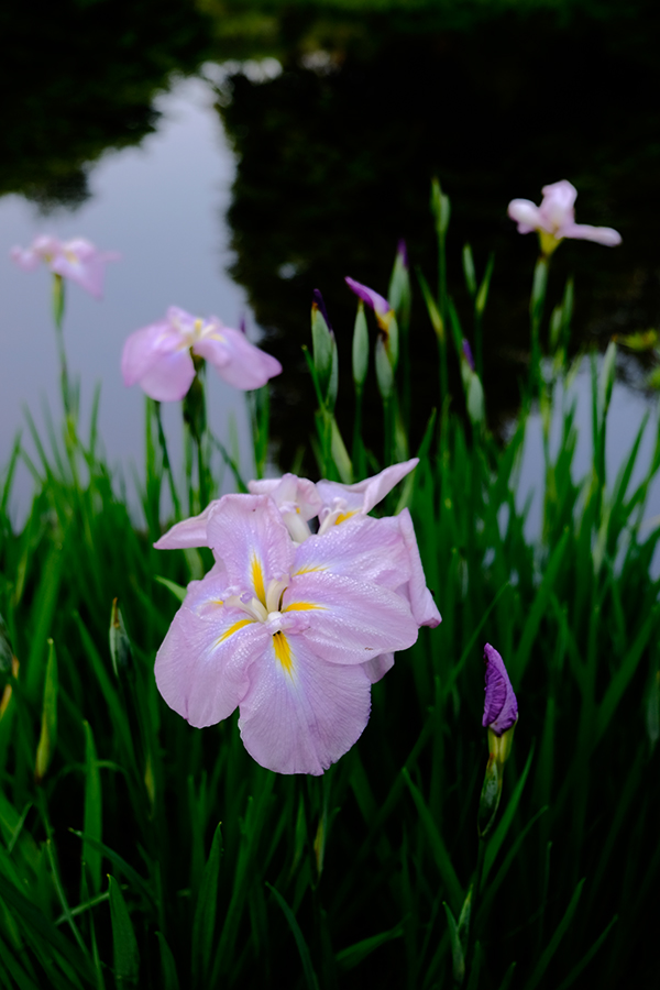 Fujifilm X-T10 Field Test -- Gallery Image