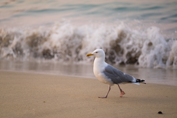 Fujifilm X-T10 Field Test -- Gallery Image