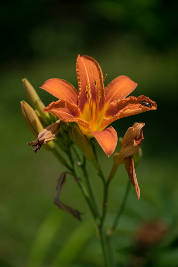 Fujifilm X-T10 Field Test -- Gallery Image