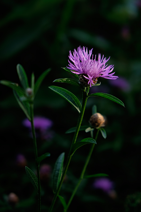 Fujifilm X-T10 Field Test -- Gallery Image