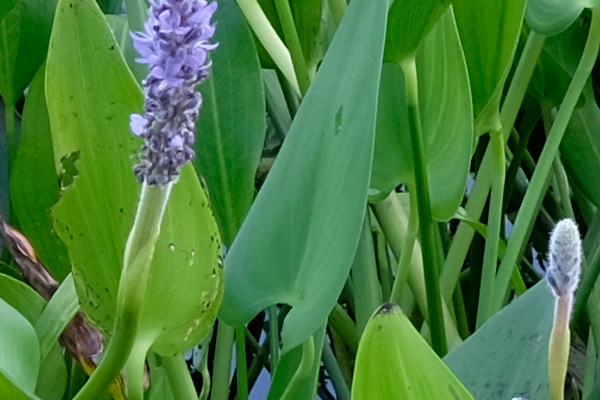 Fujifilm X-T10 Field Test -- Noise Test Image