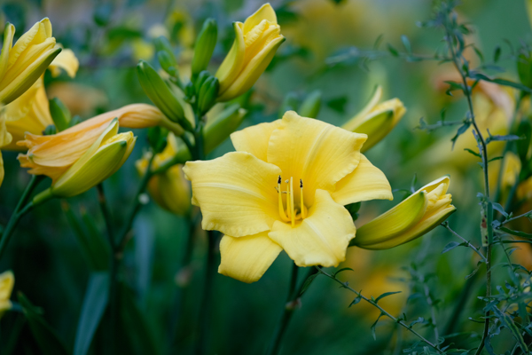 Fujifilm X-T10 Field Test -- Gallery Image