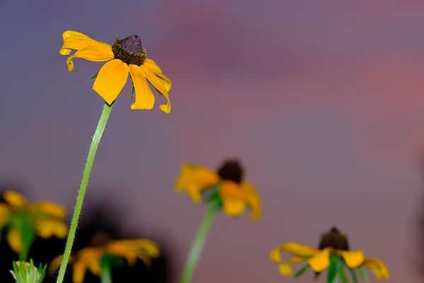 Fujifilm X-T10 Field Test -- Gallery Image