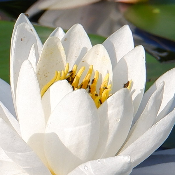 Fujifilm X-T100 Review: Field Test -- Gallery Image