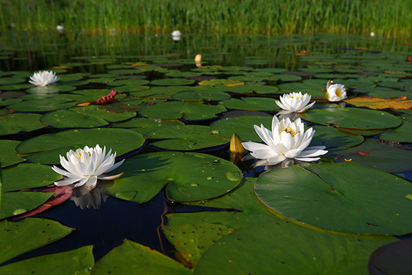 Fujifilm X-T100 Review: Field Test -- Gallery Image