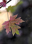 Click to see Y-AD-2897-EDT.JPG