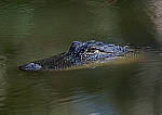 Click to see Y-AE-0266-EDIT.JPG