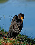 Click to see Y-AE-0293-EDIT.JPG