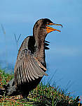 Click to see Y-AE-0297-EDIT.JPG