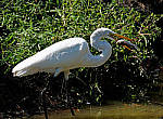 Click to see Y-AE-0319-EDIT.JPG
