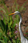 Click to see Y-AE-0329-EDIT.JPG