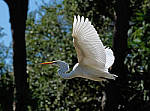 Click to see Y-AE-0337-EDIT.JPG
