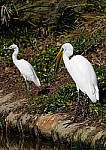 Click to see Y-AE-0340-EDIT.JPG