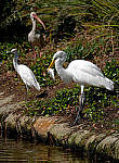 Click to see Y-AE-0345-EDIT.JPG