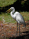 Click to see Y-AE-0370-EDIT.JPG