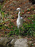 Click to see Y-AE-0372-EDIT.JPG