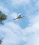 Click to see Y-AE-2031-EDIT.JPG