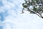Click to see Y-AE-2033.JPG