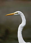 Click to see Y-AE-2043-EDIT.JPG
