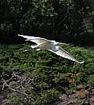 Click to see Y-AE-2047-EDIT.JPG
