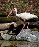 Click to see Y-AF-0324-EDIT.JPG