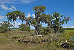 Click to see Y-AF-2213-EDIT.JPG