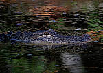 Click to see Y-AG-0250-EDIT.JPG