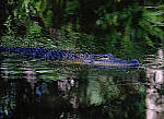 Click to see Y-AG-0262-EDIT.JPG