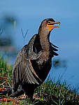 Click to see Y-AG-0303-EDIT.JPG