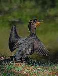 Click to see Y-AG-0308-EDIT.JPG