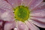 Click to see Y-XF80MM-DSF0384.JPG