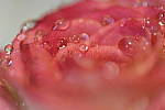 Click to see Y-XF80MM-DSF0398.JPG