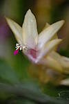 Click to see Y-XF80MM-DSF0469.JPG