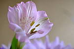Click to see Y-XF80MM-DSF0486.JPG