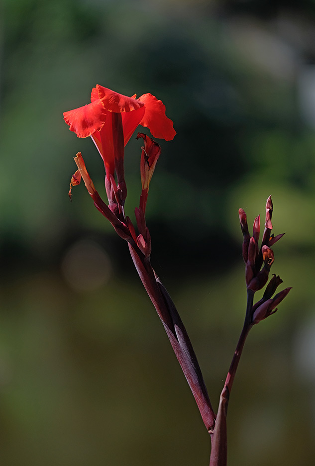 Fuji X-T2 Review - sample gallery image