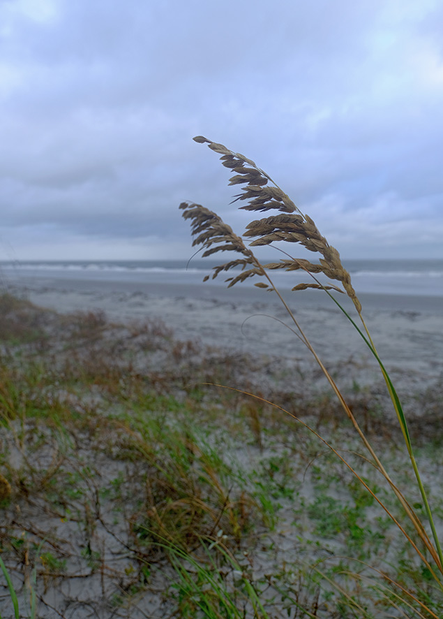 Fuji X-T2 Review - storm aftermath 1