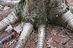 Click to see Y_DSF1411-AUTO.JPG