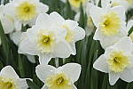 Click to see Y_DSF1419.JPG