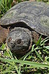 Click to see Y_DSF1525.JPG