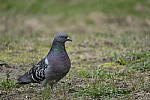 Click to see Y_DSF1709.JPG