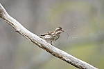 Click to see Y_DSF1735.JPG