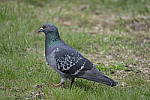 Click to see Y_DSF1739.JPG