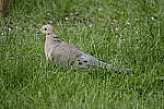 Click to see Y_DSF1740.JPG