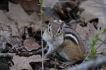Click to see Y_DSF1879.JPG