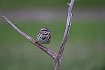 Click to see Y_DSF2046.JPG
