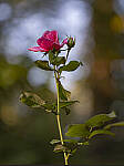 Click to see Y-DP-0006-EDT.JPG