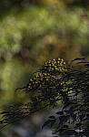 Click to see Y-DP-0017-EDT.JPG