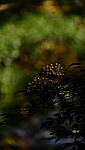 Click to see Y-DP-0017.JPG