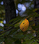 Click to see Y-DP-0022-EDT.JPG