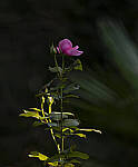 Click to see Y-DP-0025-EDT.JPG